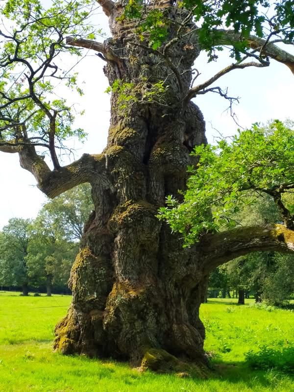 foret_de_broceliande-chene_guillotin Le chêne à Guillotin, vieux chêne au tronc massif et noueux, dressé dans une prairie ensoleillée