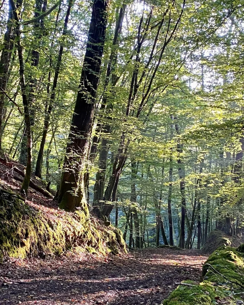 foret_de_broceliande-sentier Sentier forestier en sous-bois de la forêt de Paimpont, éclairé par le soleil et bordé de talus moussus